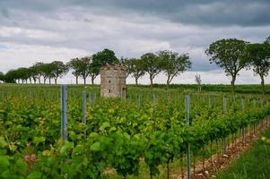 mörka moln över ett vingårdstorn i wonnegau nära floersheim foto