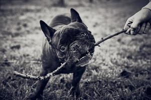 svartvit bild av en fransk bulldog som håller en pinne i munnen foto