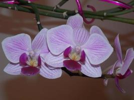 blomma orkidé phalaenopsis. Foto
