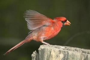norra kardinal foto