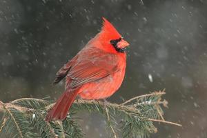 kardinal i snö foto