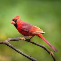 röd kardinal foto