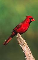 manlig nordlig kardinal foto