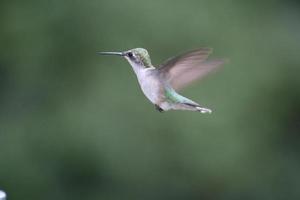 kolibri under flykten foto