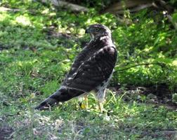cooper's hawk (accipiter cooperii) foto