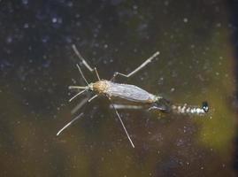 tiger mygglarva kommer ut ur vattnet