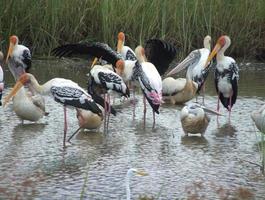 flock målade storkar och plockade pelikaner som matar intensivt foto