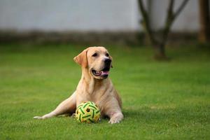 labrador retriever spela med boll i gräsplan. hund i parken. foto