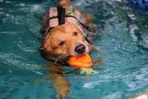 labrador retriever håller leksaken i munnen och simmar i poolen. hundsimning. foto