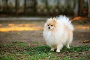 porträtt av söt pomeranian hund i parken. foto