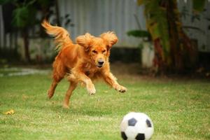 golden retriever jagar boll i parken. hund spelar fotboll på gräsplan. foto