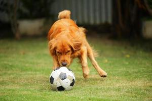 golden retriever spelar fotboll i parken. hund jagar boll i gräsplan. foto