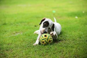 hund leker med leksak i parken. hund i gräsfält. foto