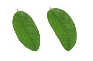 guava blad isolera på vit bakgrund foto