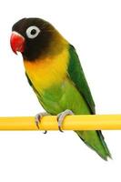 vacker grön papegoja foto