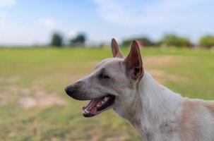 porträtt av hemlös hund i äng trädgård, mun öppen, leende foto