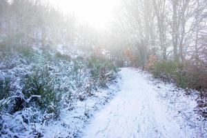 snöig bergsväg i den dimmiga skogen foto