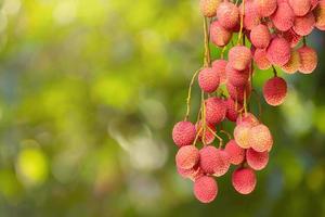 litchi på träd foto