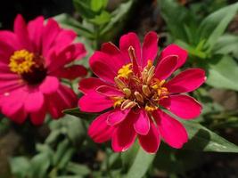 rosa blomma blommar i trädgården. dess zinnia elegans zinnia violacea känd som ungdom-och-ålder, vanlig zinnia eller elegant zinnia, är en ettårig blommande växt i prästkragfamiljen asteraceae. foto