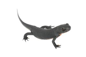 djur brand salamander isolerade foto