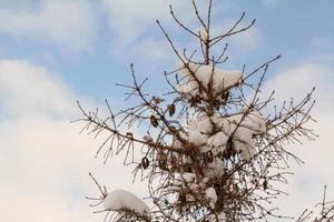 tall täckt med snö foto