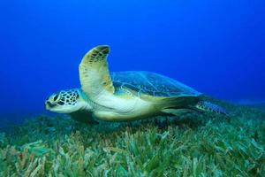grön havssköldpadda