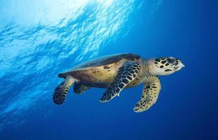 hawkbill havssköldpadda / eretmochtelys imbricata