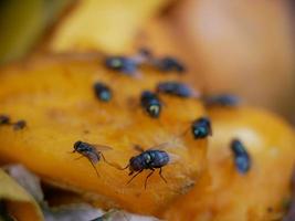 många flugor livnär sig på bortskämd mat. foto