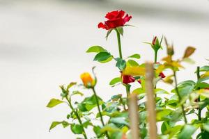 röd ros blommar i trädgården foto