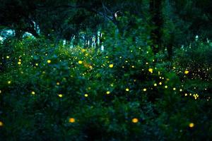 eldfluga flyger i skogen. eldflugor i bushen på natten i prachinburi, thailand. bokeh ljus av eldfluga som flyger i skogen nattetid. foton med lång exponering på natten har brus, selektiv fokus.