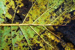 bakgrundsstrukturen på bladen torkar. smutsig konsistens av gulnande lövfläckar foto