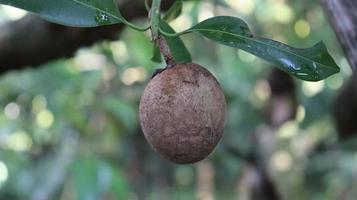 sapodilla på träd foto