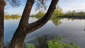 ett träd som växer på stranden av en stadsdamm. foto