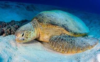 grön sköldpadda vilar på en sandig havsbotten foto
