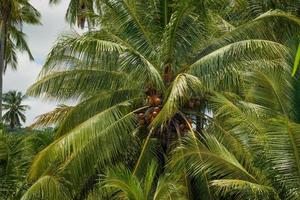 tropisk palmblad bakgrund, närbild kokospalm foto