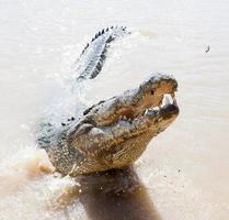 hoppande krokodiler hjälpelaide floden Australien foto