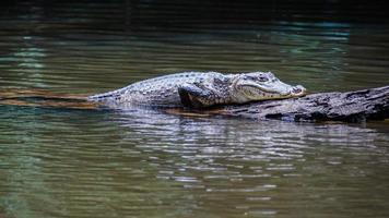 alligator foto