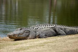 vild alligator på golfbana foto