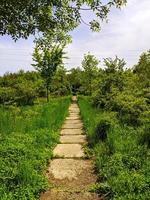 botanisk trädgård på våren, skönhet i naturen. foto