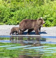 brunbjörnar på kamchatkahalvön foto