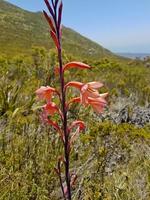 växter och blommor table mountain nationalpark Kapstaden, Afrika. foto