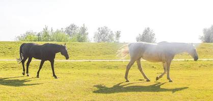 majestätiska hästar nordtyska jordbruksfält natur landskap panorama tyskland. foto