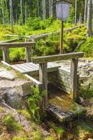 skog panorama granar på brocken bergstopp harz tyskland foto