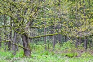 naturlig panoramautsikt med väg gröna växter träd skog Tyskland. foto