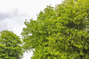 naturlig panoramautsikt med väg gröna växter träd skog Tyskland. foto