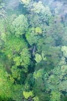 Flygfoto över tropisk regnskog i dimma dag foto
