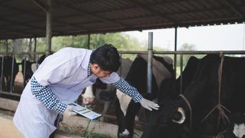 veterinär kontrollerar hans boskap och kvaliteten på mjölken i mjölkgården .jordbruksindustri, jordbruk och djurhållningskoncept, ko på mjölkgård som äter hö, ladugård. foto