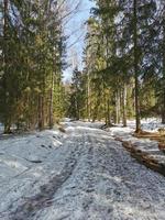 våren i pavlovsky park vit snö och kalla träd foto