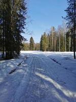 våren i pavlovsky park vit snö och kalla träd foto