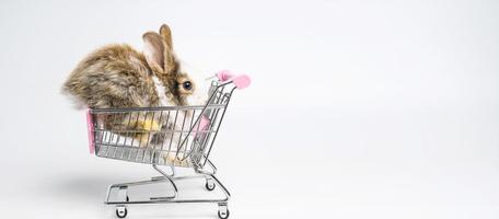närbild liten brun vit kanin eller kanin sitter på kundvagn och roliga glada djur har vit isolerad bakgrund, härlig åtgärd av ung kanin som shopping. foto